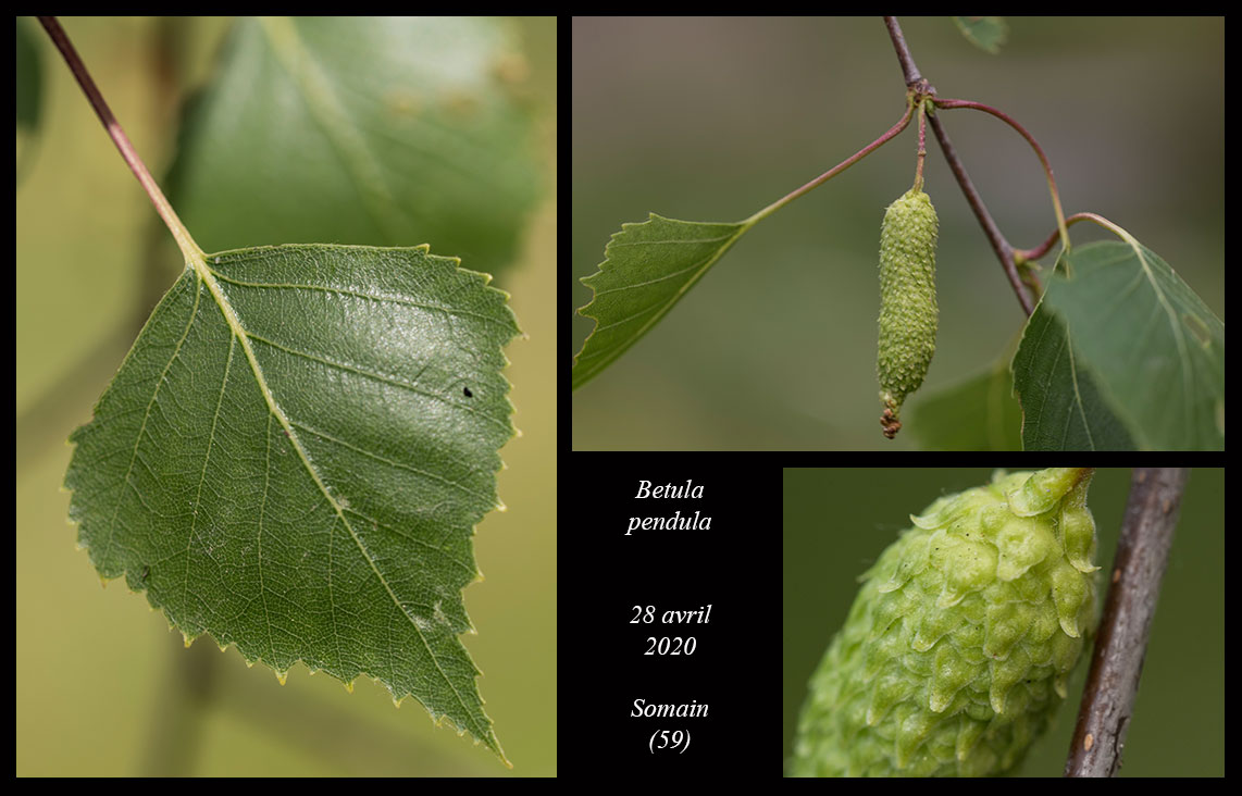 Betula Pendula